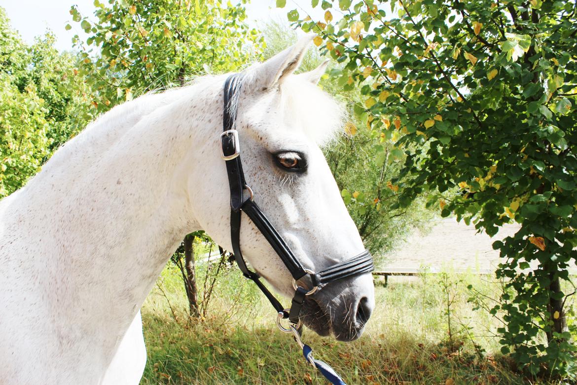 Connemara Maskenkols Calimero - 2) Potræt  billede 2