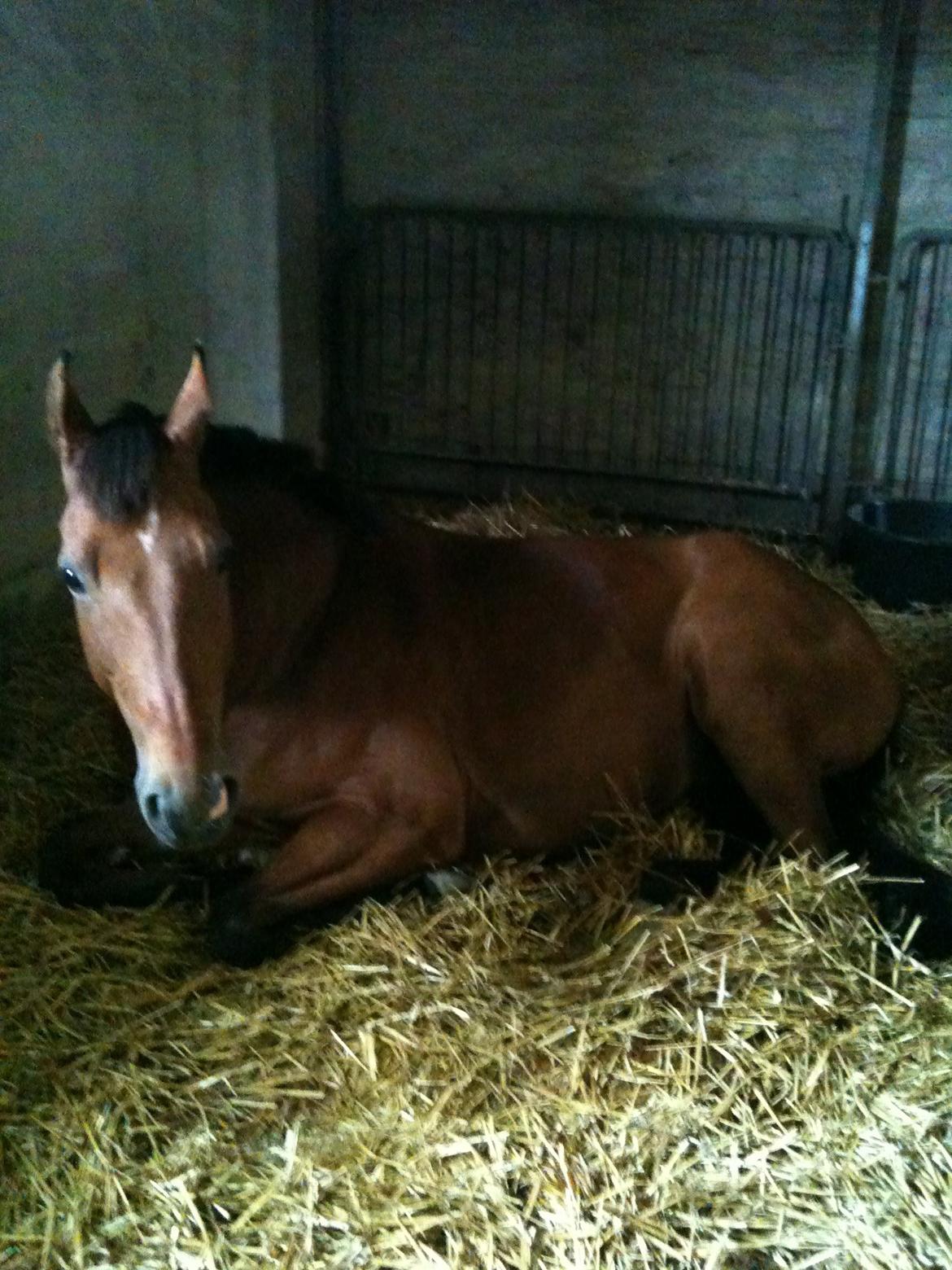 Dansk Varmblod Pari Lord billede 16