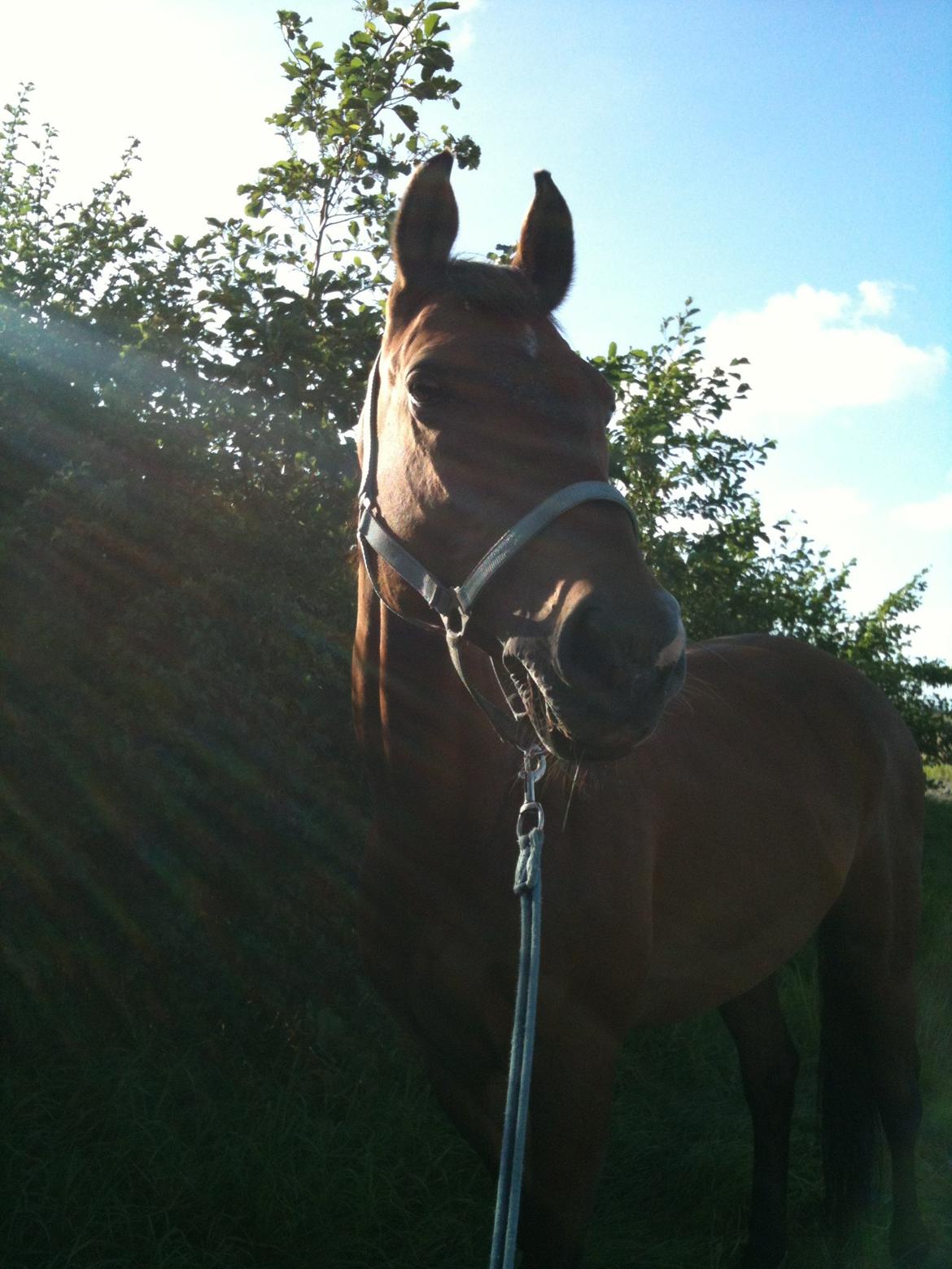 Dansk Varmblod Pari Lord billede 17