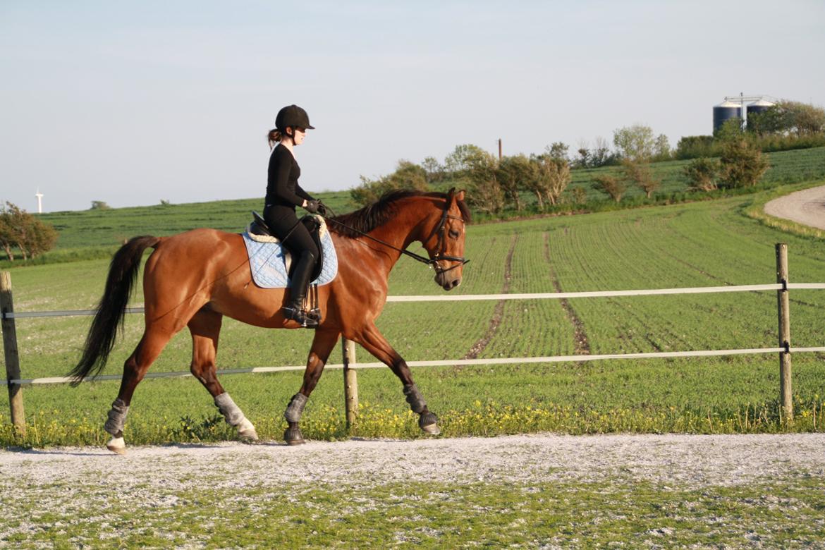 Dansk Varmblod Pari Lord - fra en af de første ture på min basse :)  billede 18