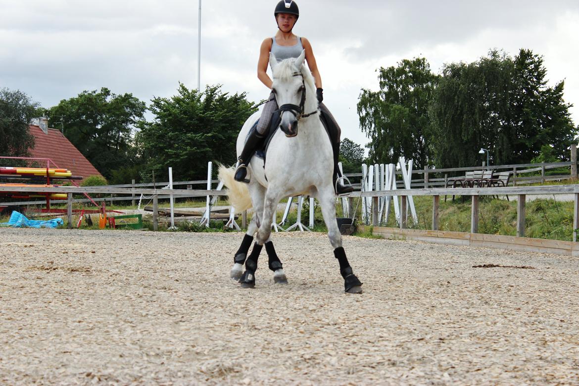 Connemara Maskenkols Calimero - 5) Første ridetur efter sommerferien. 2013. billede 5