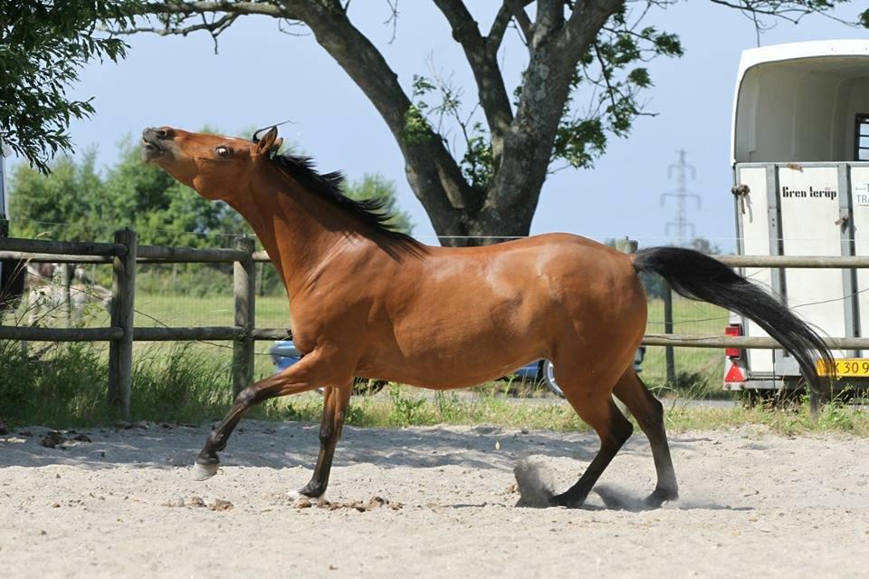 Hollandsk Sportspony Rose (Lille Lady) - lady i en nøddeskald... billede 3