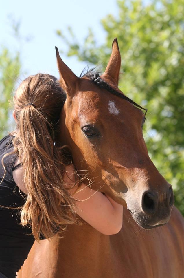 Hollandsk Sportspony Rose (Lille Lady) - sometime you just need a hug from a good friend <3
 billede 1