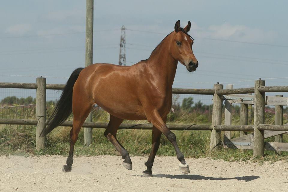 Hollandsk Sportspony Rose (Lille Lady) - Lady´s tankegang: 
i feel pretty, oh so pretty <3  billede 13