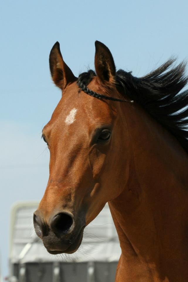 Hollandsk Sportspony Rose (Lille Lady) - lækre ::* billede 14