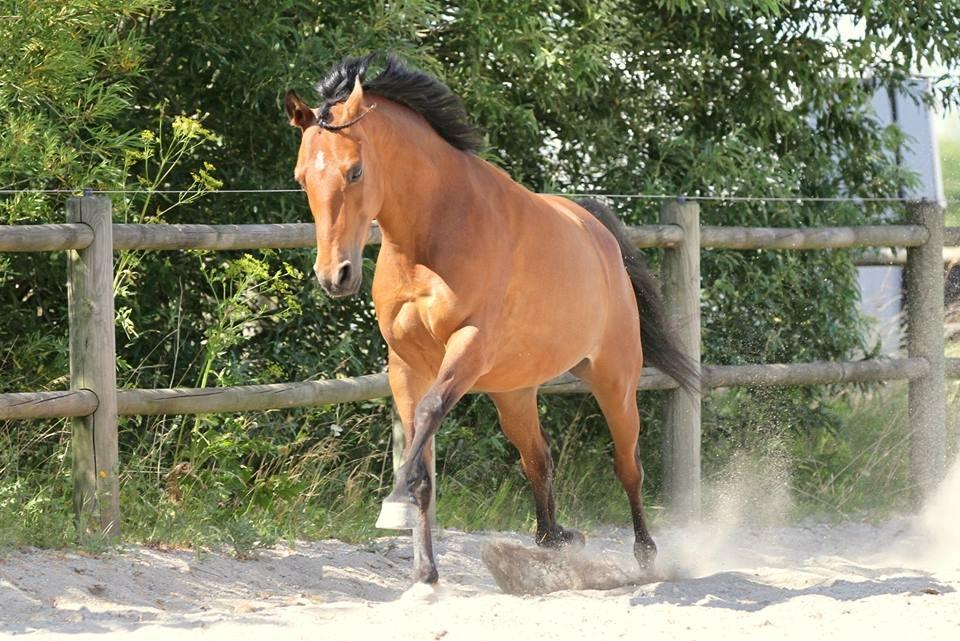 Hollandsk Sportspony Rose (Lille Lady) - 3-2-1-go <3 billede 16