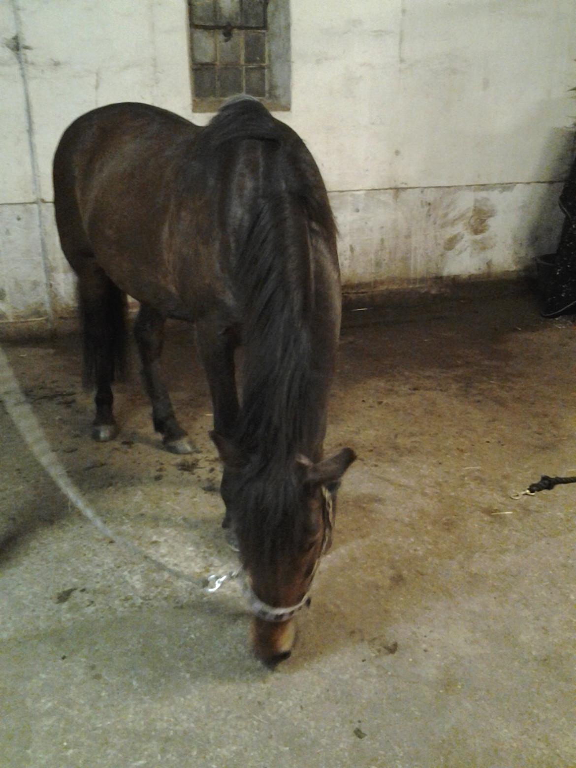 New Forest Felix billede 14