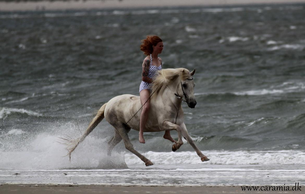 Islænder Líba frá Strandarbakka billede 1