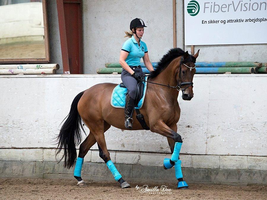 Hollandsk Varmblod Ezione billede 15