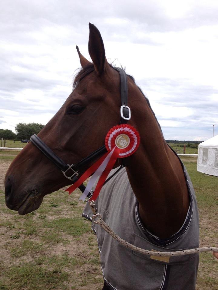 Hollandsk Varmblod Ezione - Ezie til sit andet stævne billede 16