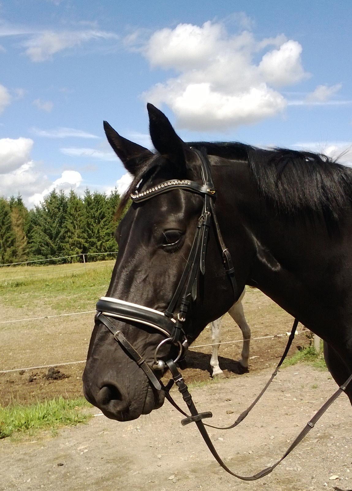 Oldenborg Mayeni Bakkegaard billede 5