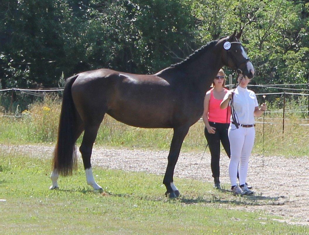 Dansk Varmblod Søballegårds Domina billede 20