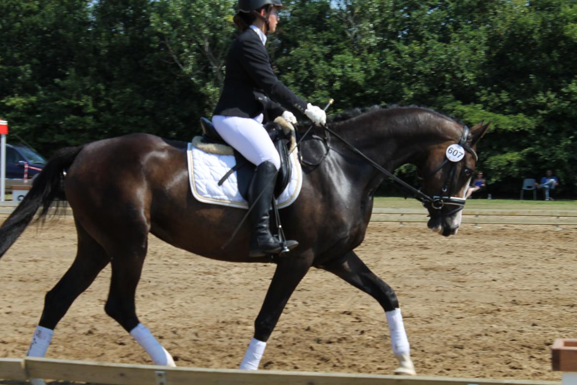 Dansk Varmblod Søballegårds Domina billede 21