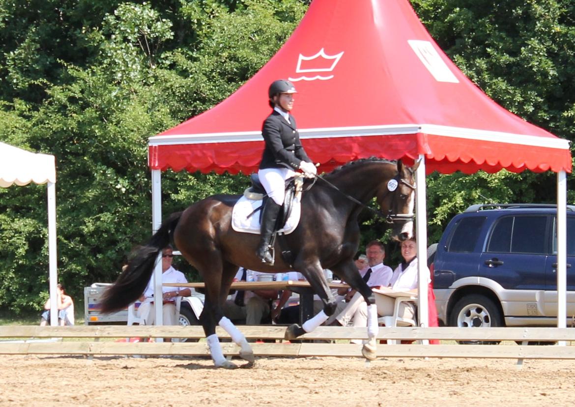 Dansk Varmblod Søballegårds Domina billede 2