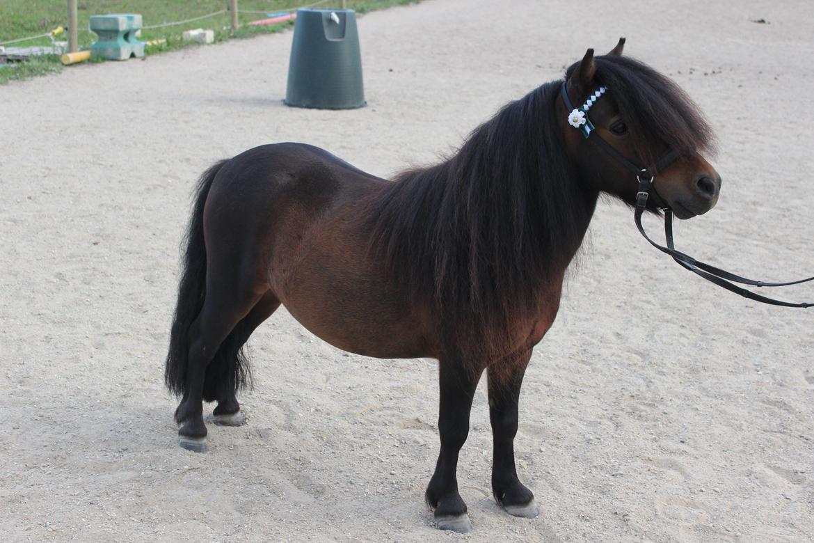 Shetlænder Bakkegaard's James (min egen) - Min skønne prins :) billede 1