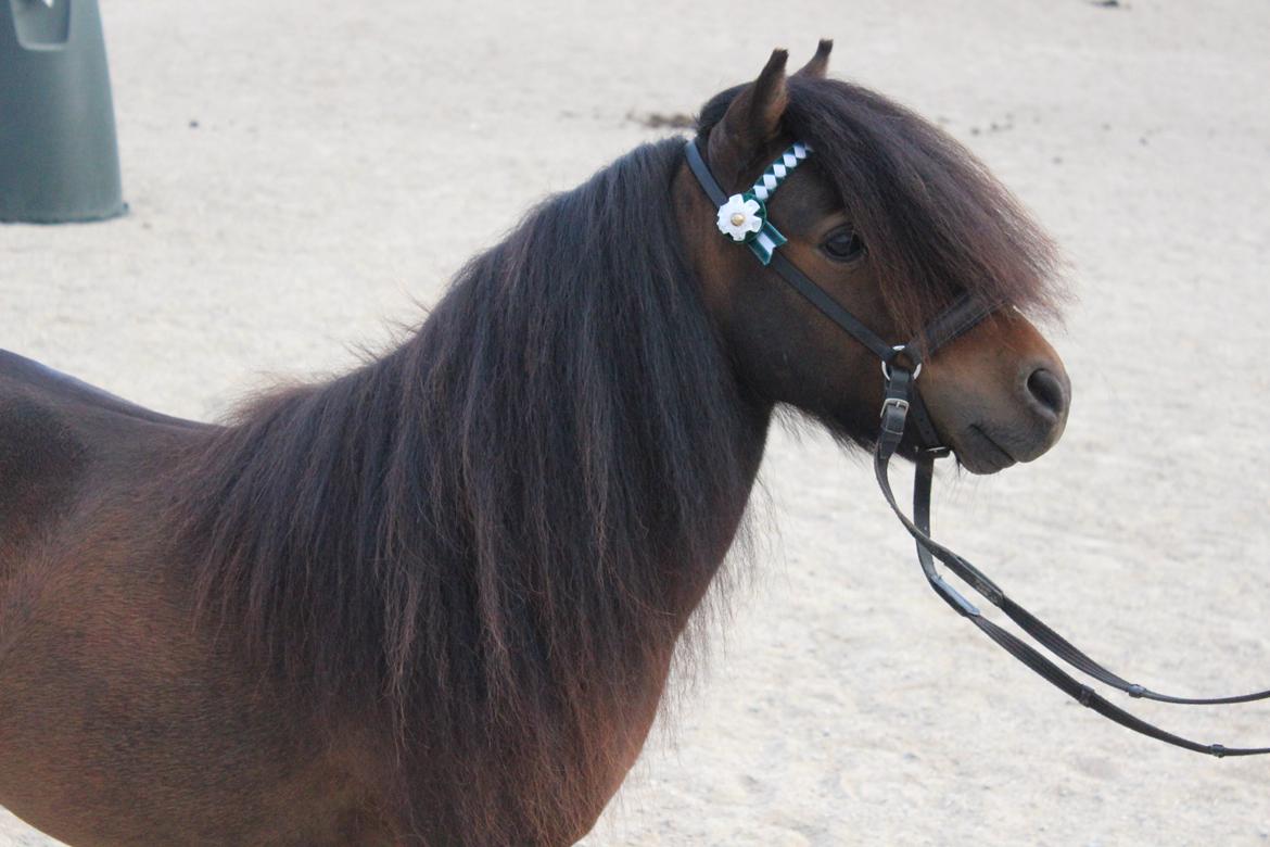 Shetlænder Bakkegaard's James (min egen) - Smukke dreng :) billede 6