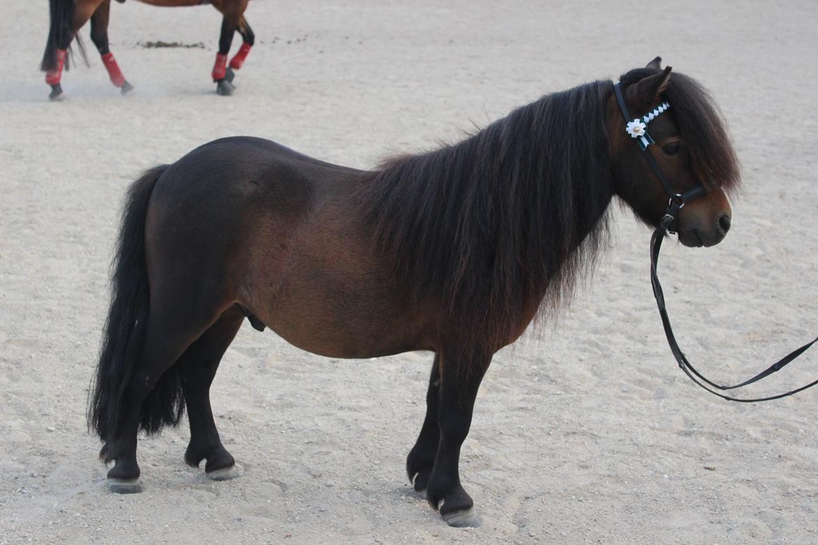Shetlænder Bakkegaard's James (min egen) billede 7