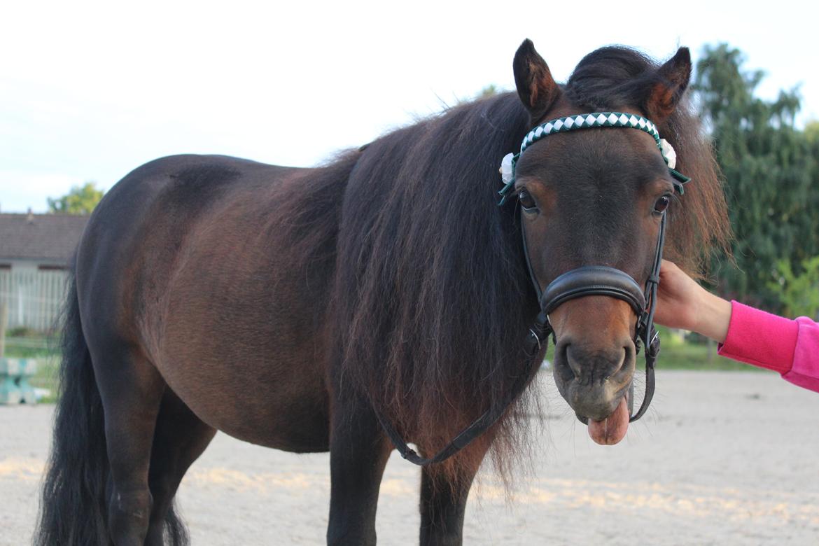 Shetlænder Bakkegaard's James (min egen) - James når han er flottest :) billede 9