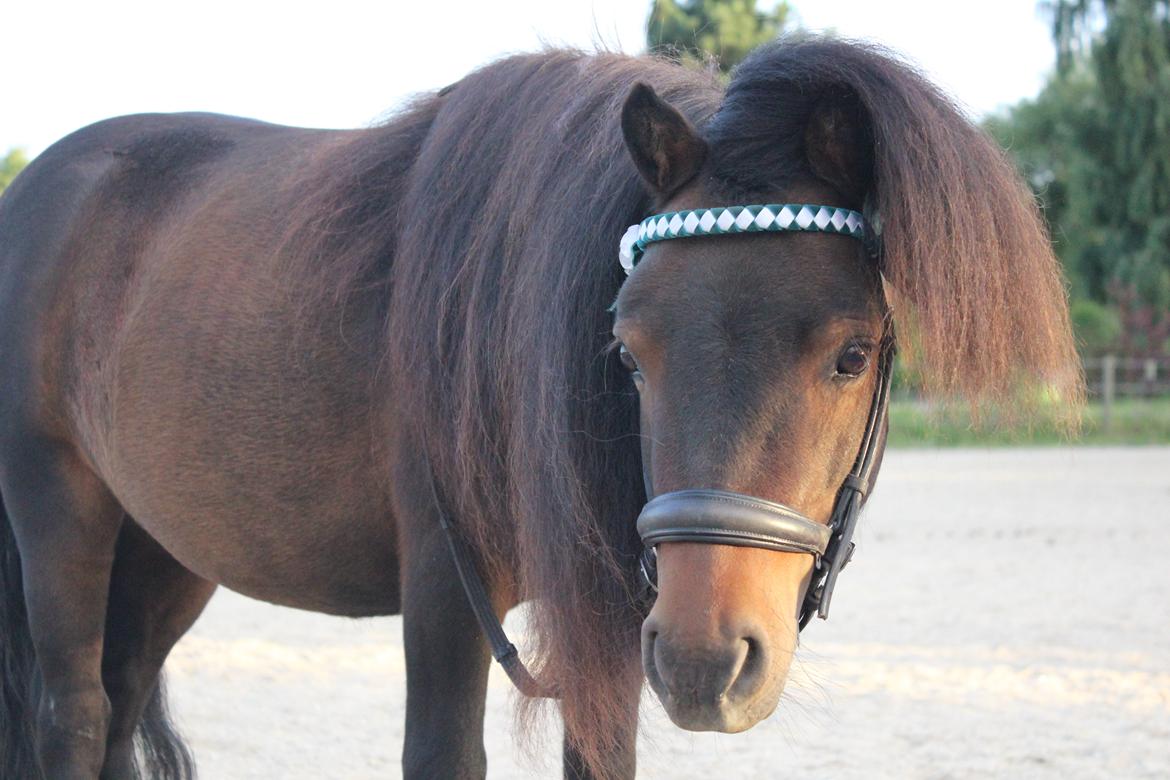 Shetlænder Bakkegaard's James (min egen) - <3<3 billede 10