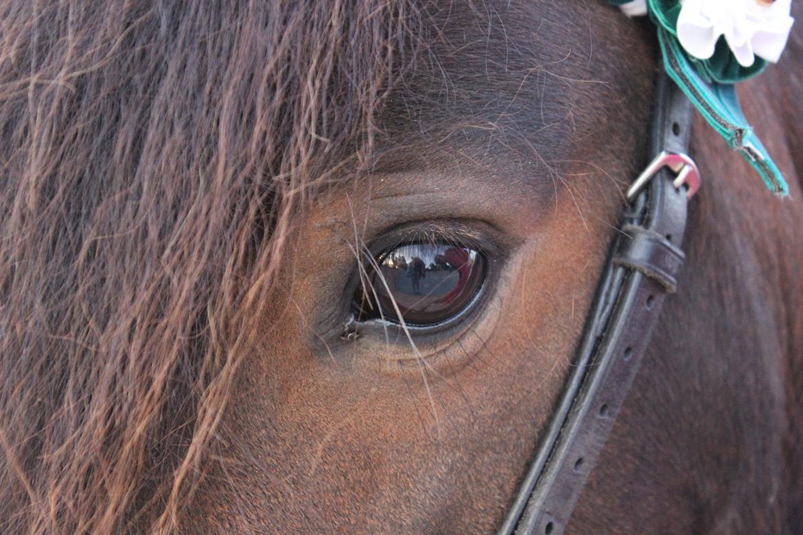 Shetlænder Bakkegaard's James (min egen) - At se roen i dine øjne nu er guld værd væk fra den grimme fortid og mod en fantastisk fremtid :) <3 billede 11