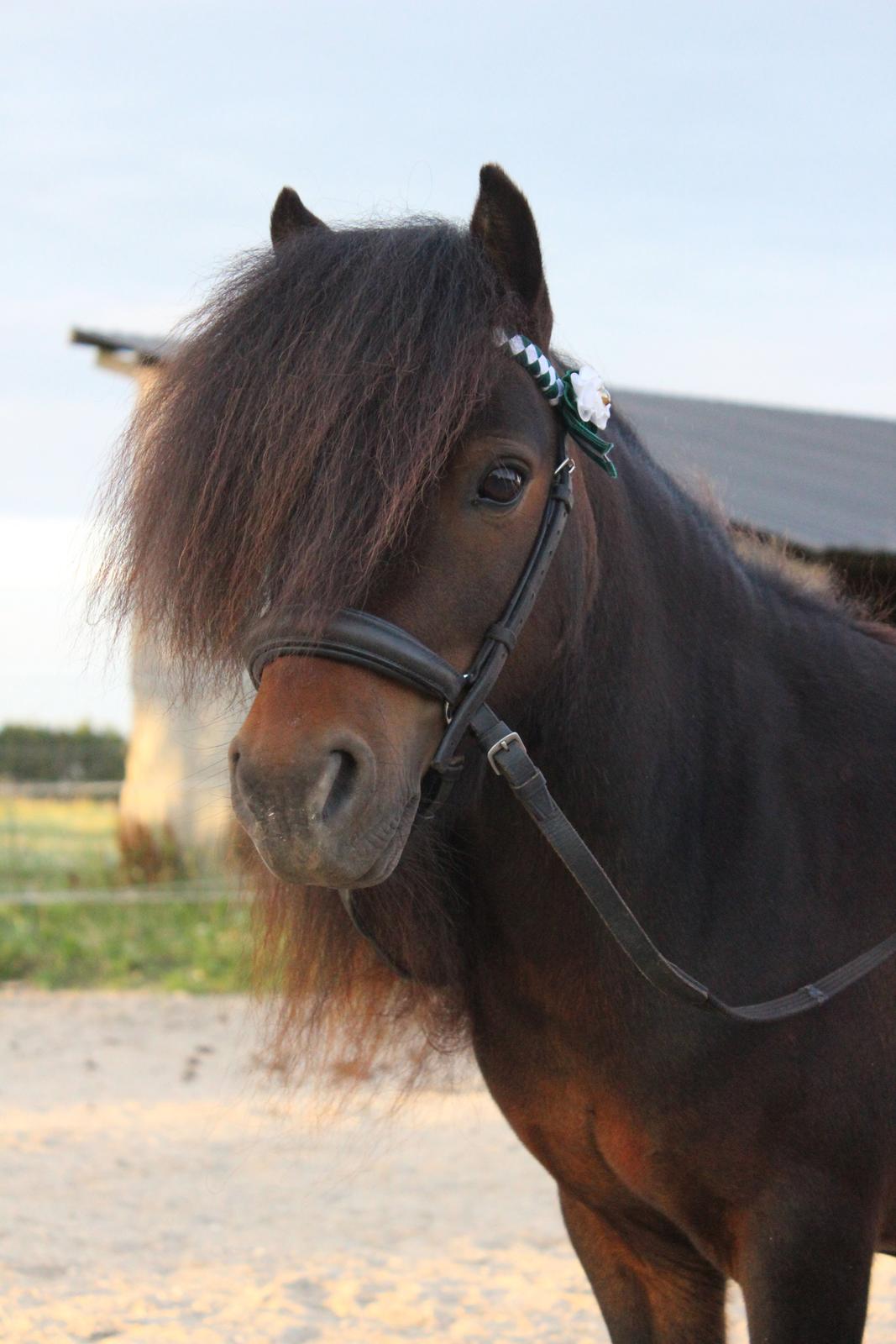 Shetlænder Bakkegaard's James (min egen) - Smukke <3 billede 12