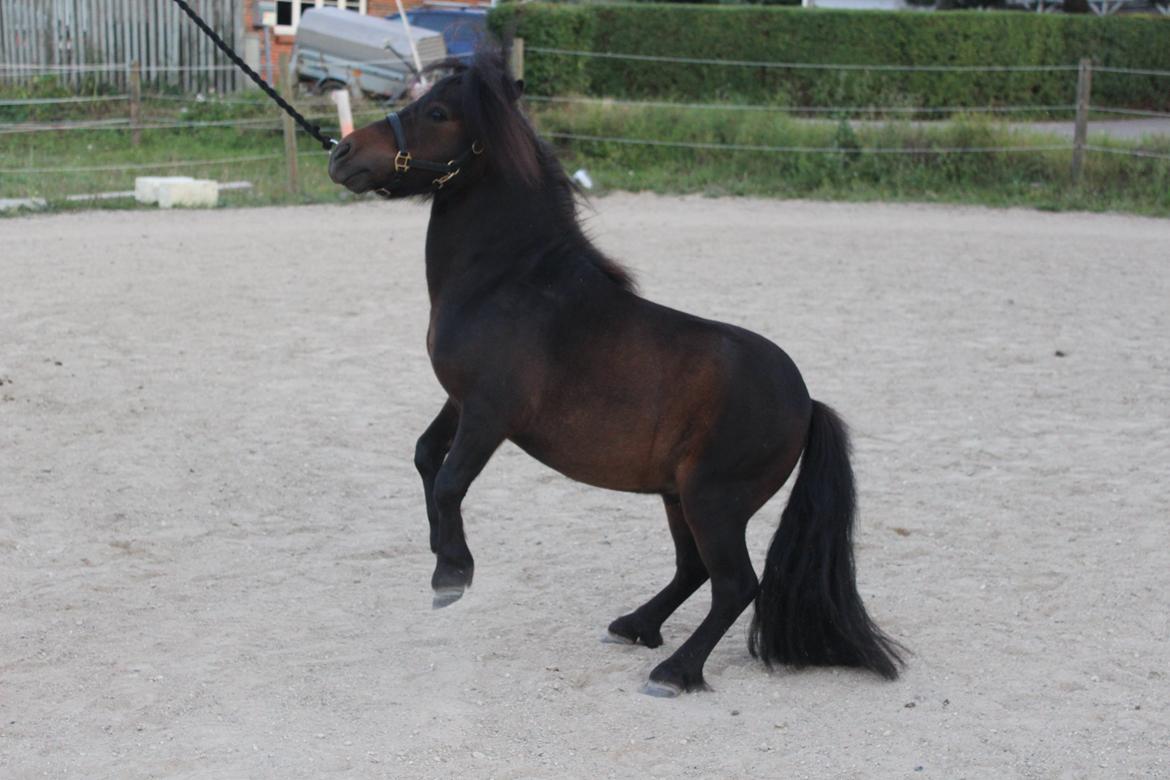 Shetlænder Bakkegaard's James (min egen) - Ikke det bedste billede men et lille stejle billede vi er så småt i gang med og lære det :) billede 14