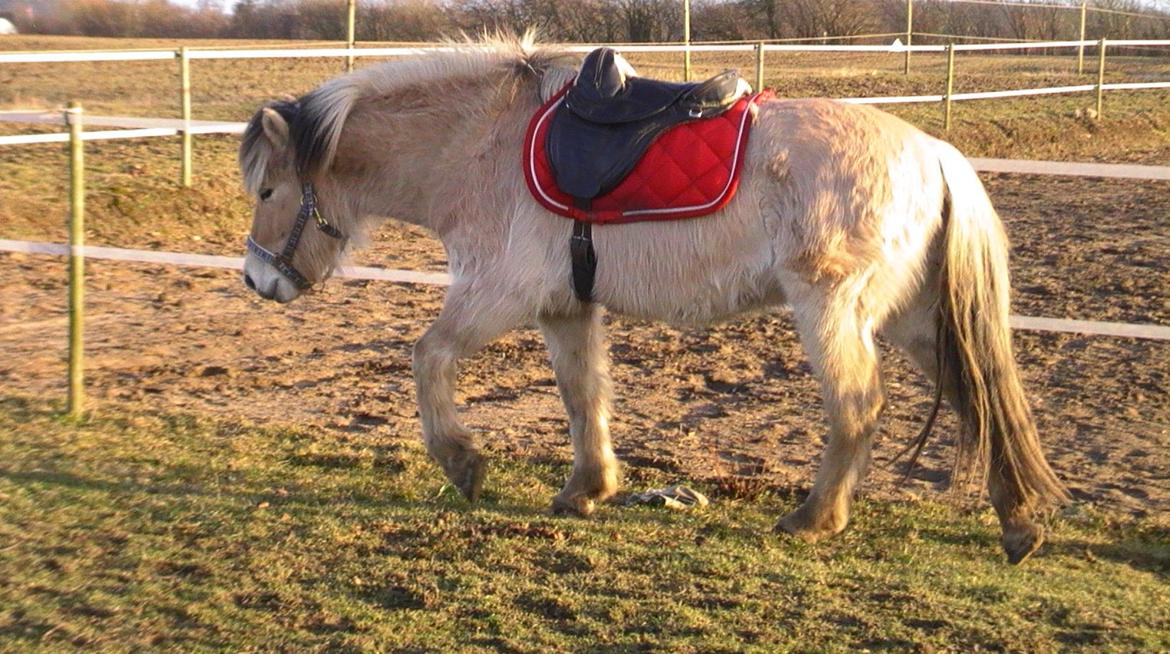 Fjordhest Hübbes Torden Triton billede 7