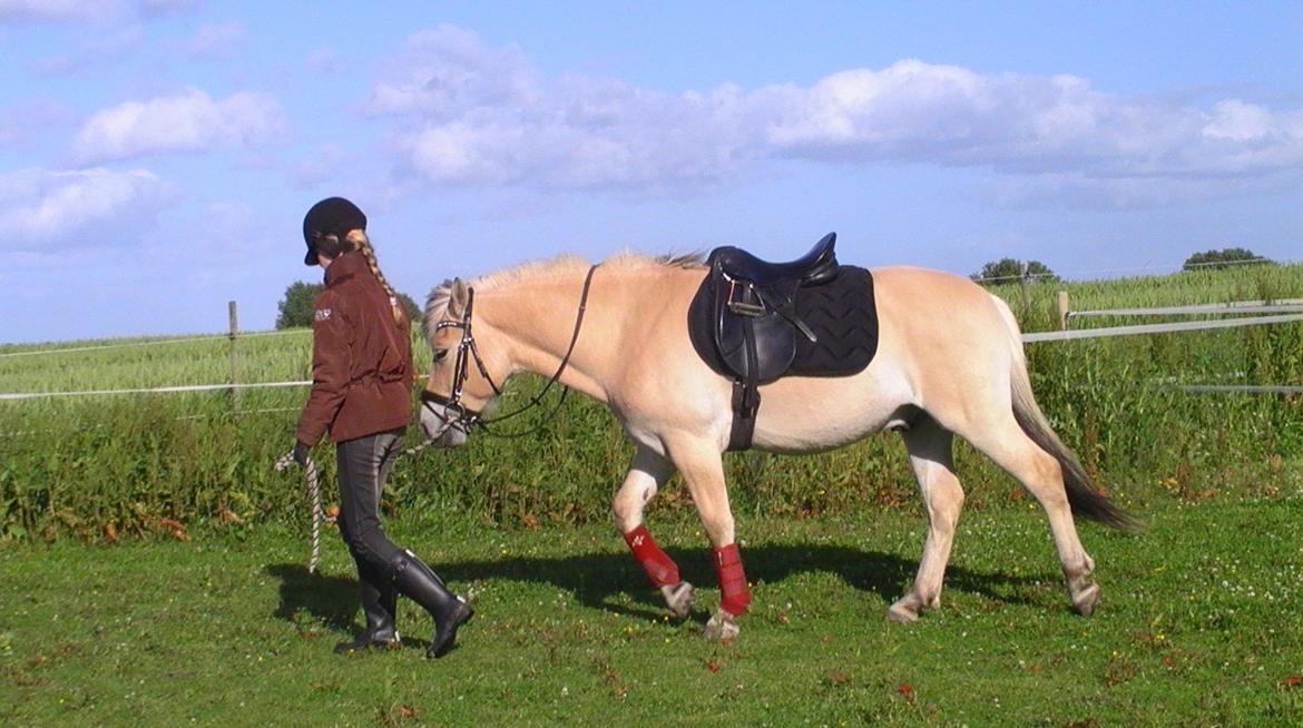 Fjordhest Hübbes Torden Triton billede 6
