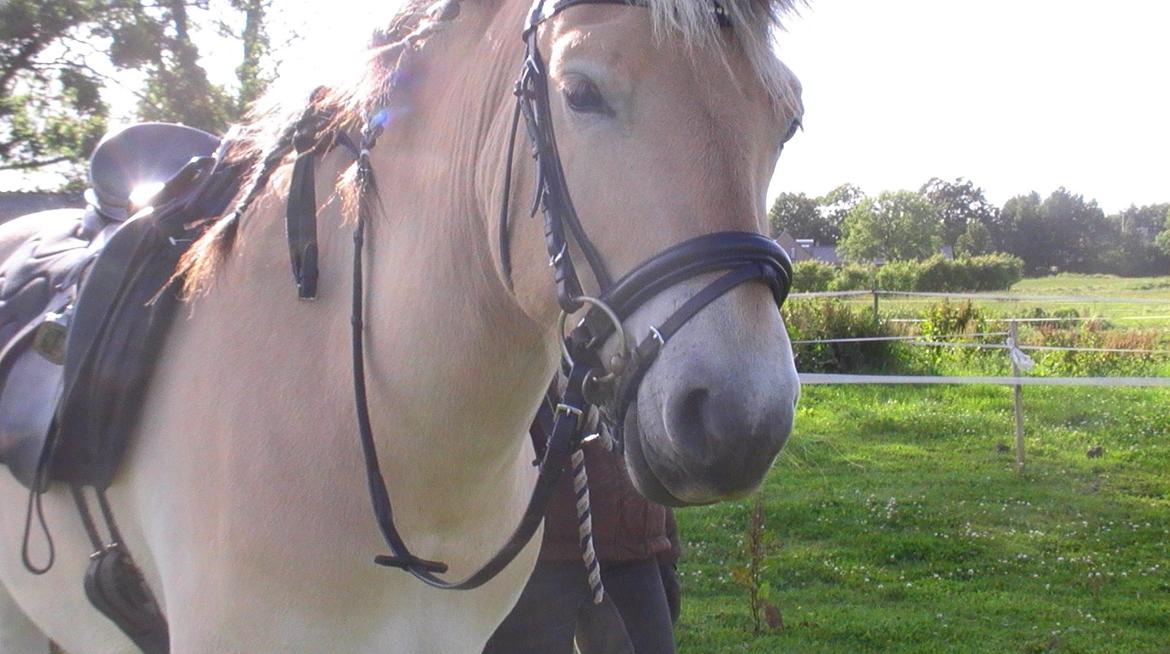 Fjordhest Hübbes Torden Triton - "There is no secret as that between a rider and his horse." billede 15