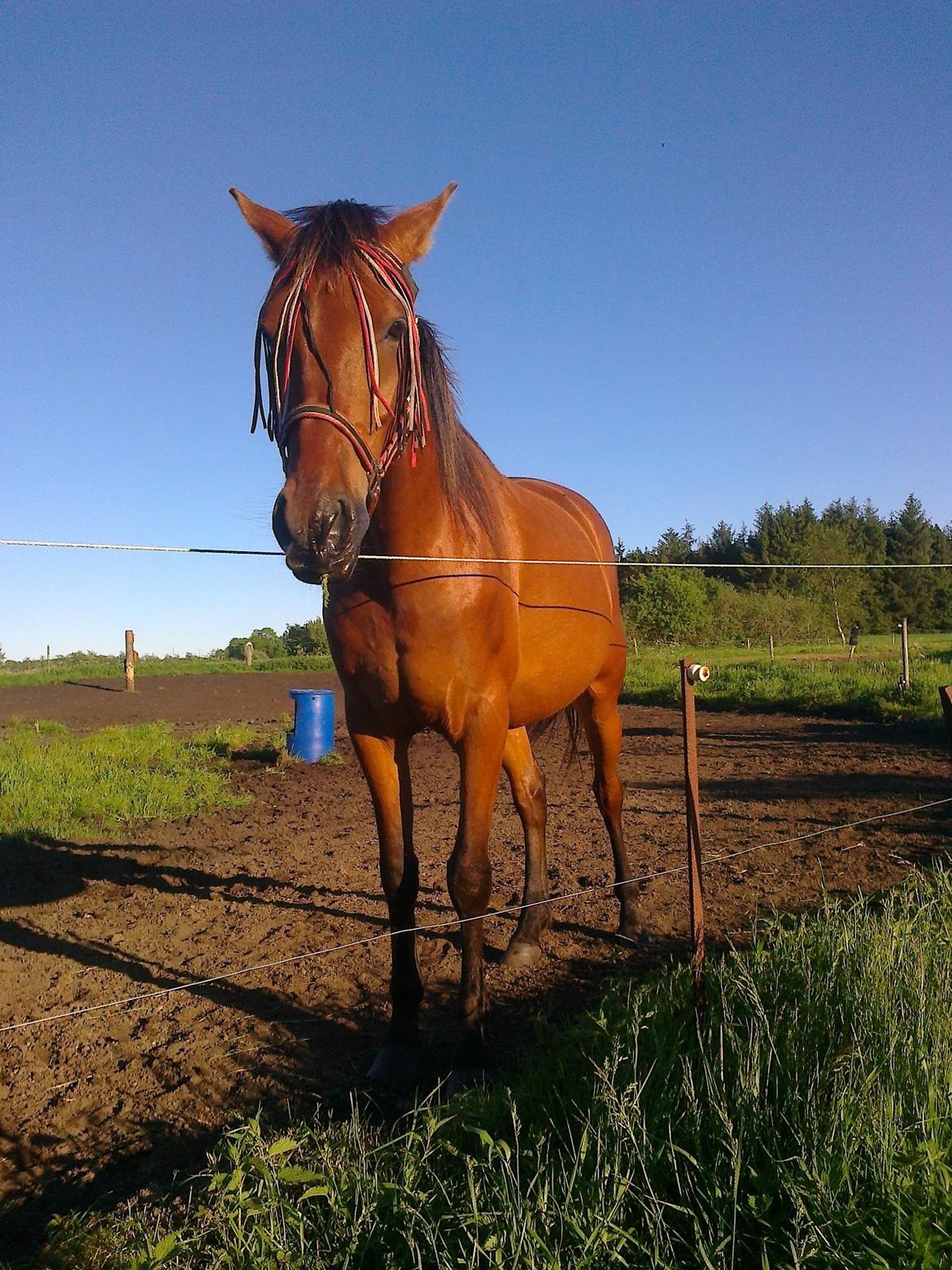 Anden særlig race Shadow billede 6