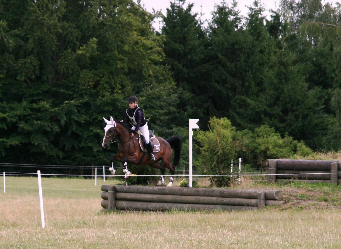 Hollandsk Sportspony Philippa - Sydjysk mester military 2014 - Sugarcup finale 2013 Eketorp billede 8