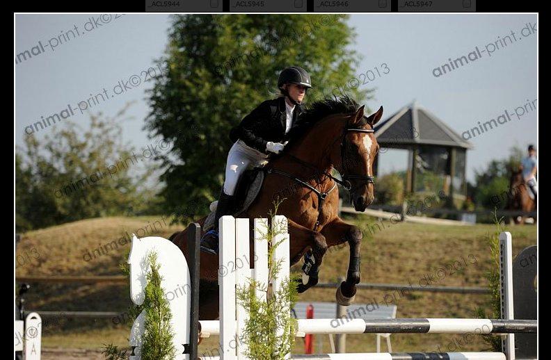 Belgisk varmblod Diablo Van Dabdijhoeve *DRØMME HESTEN* billede 1