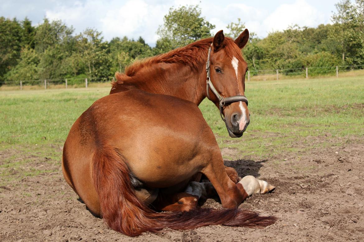Anden særlig race Athene (SOLGT) - Athene tager en lur på marken :) billede 24
