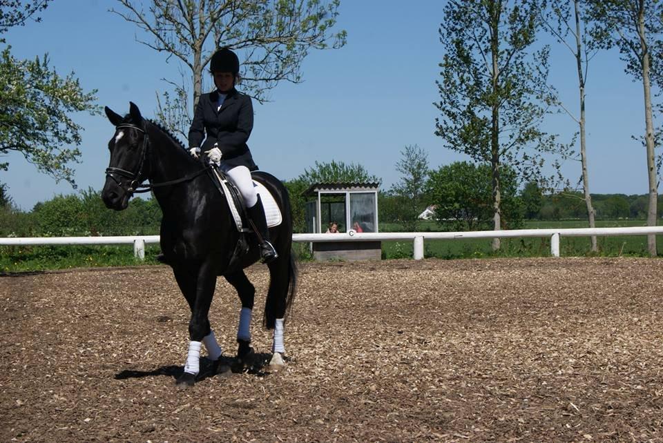 Anden særlig race Hilton billede 1