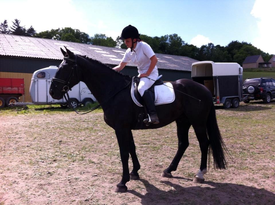 Anden særlig race Hilton billede 2