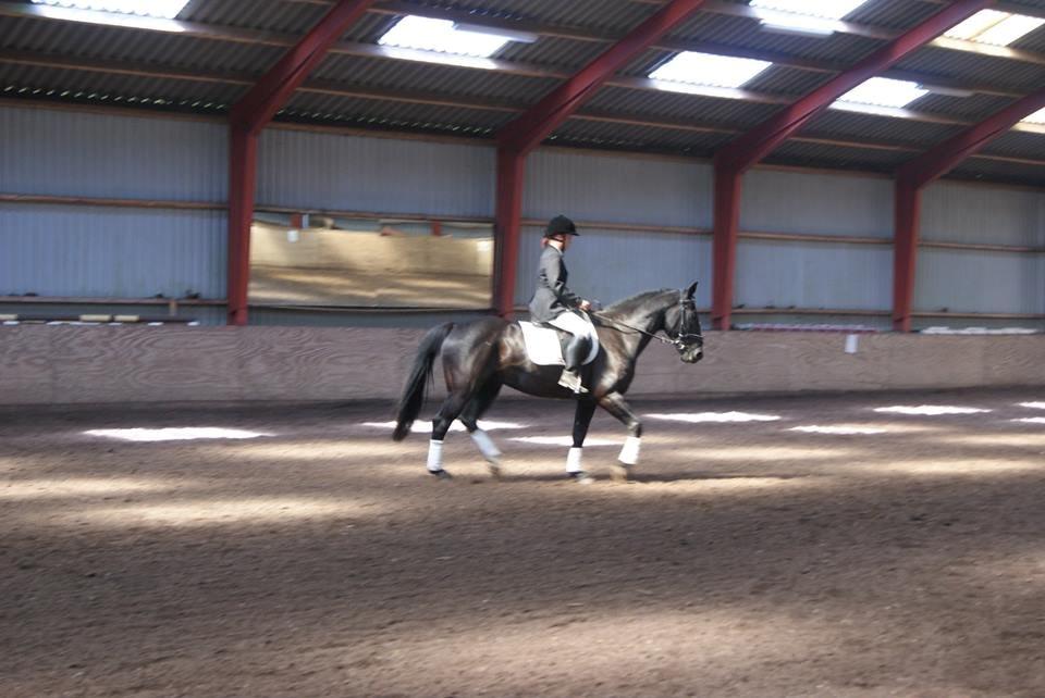 Anden særlig race Hilton billede 3