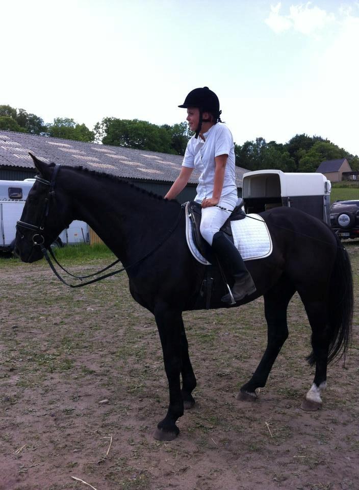 Anden særlig race Hilton billede 4