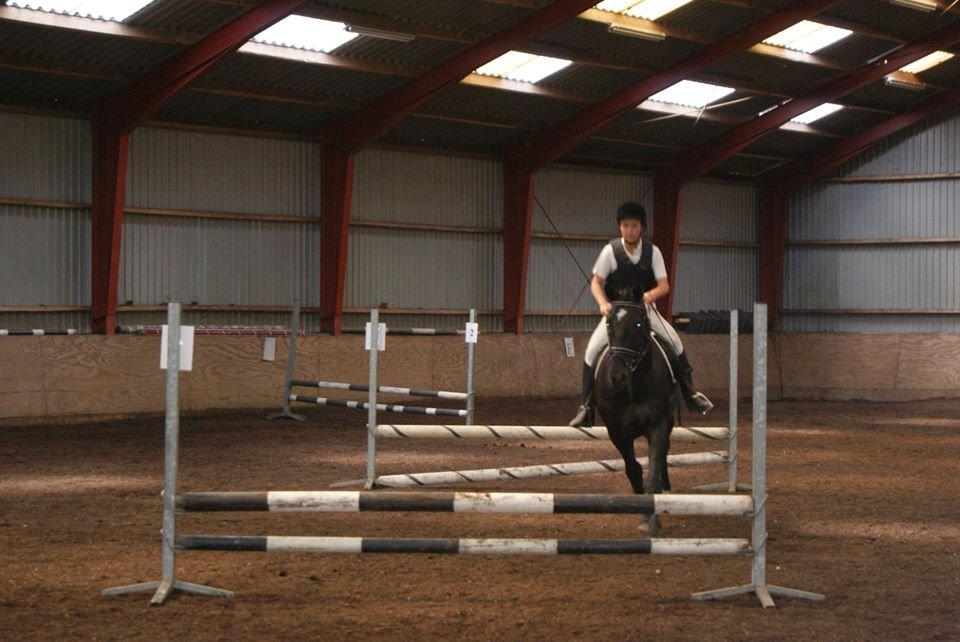 Anden særlig race Hilton billede 5