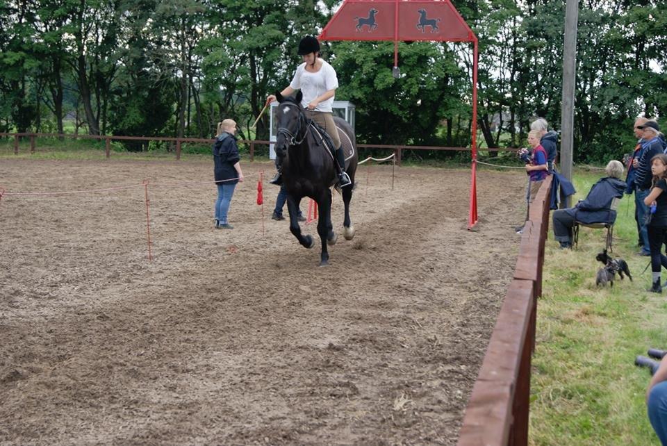 Anden særlig race Hilton billede 6