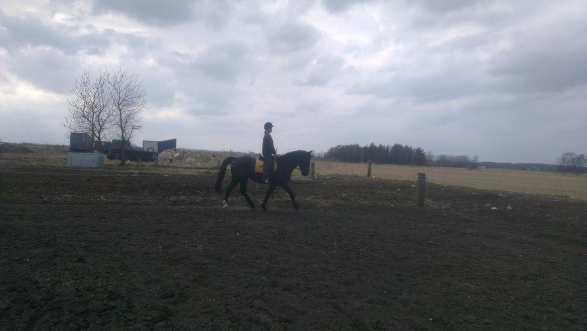 Anden særlig race Hilton billede 7