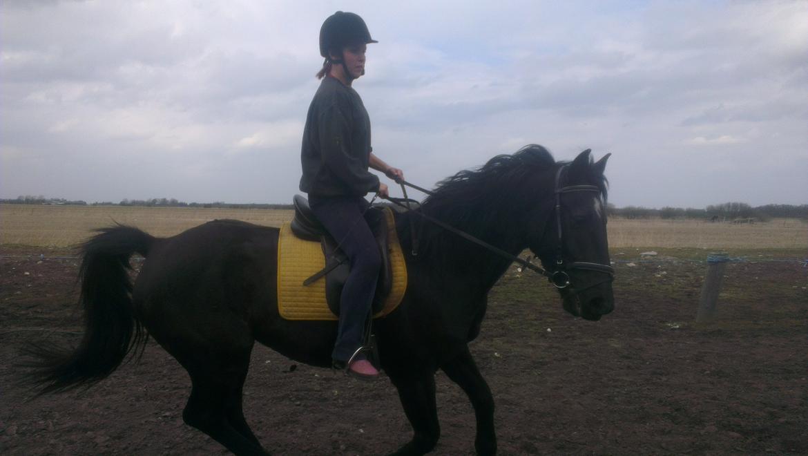 Anden særlig race Hilton billede 8