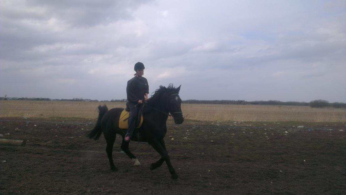 Anden særlig race Hilton billede 9