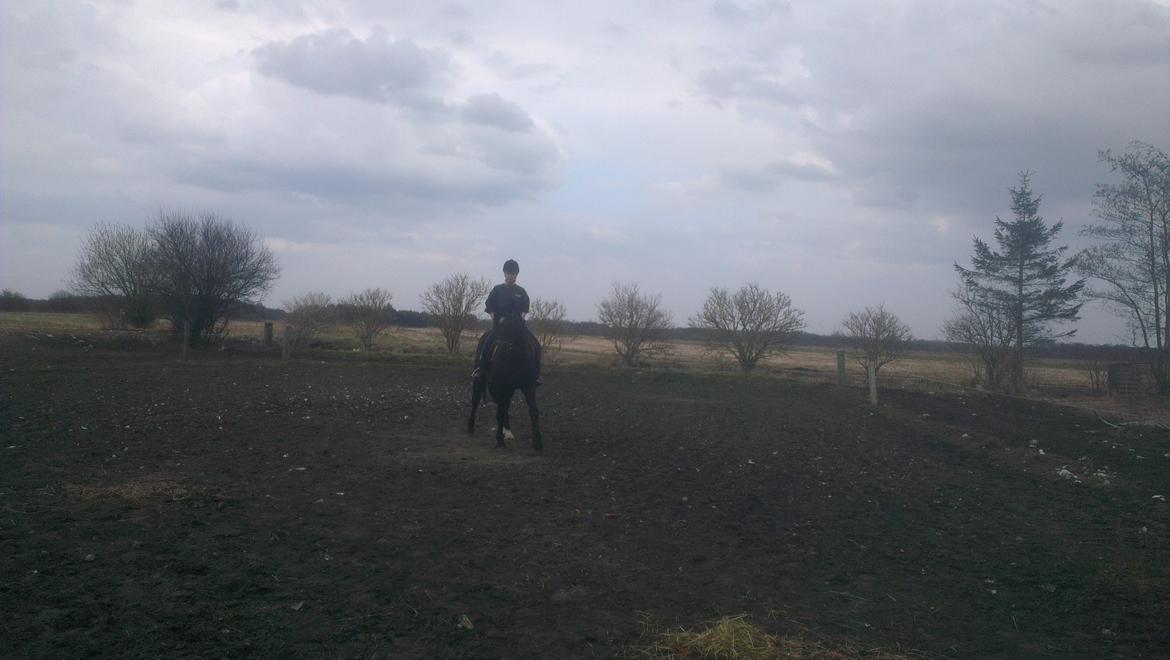 Anden særlig race Hilton billede 10