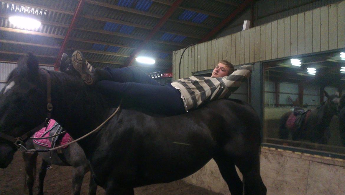 Anden særlig race Hilton billede 11