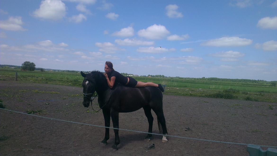 Anden særlig race Hilton billede 12