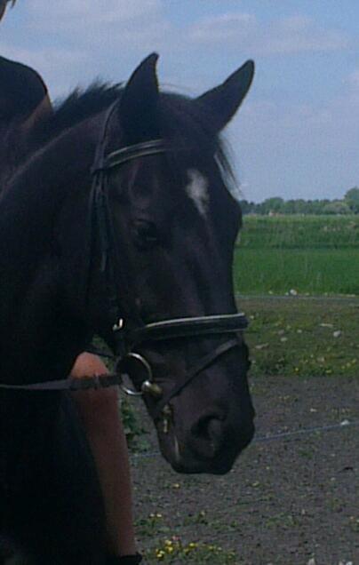 Anden særlig race Hilton billede 13