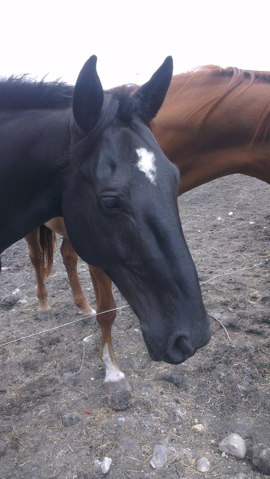 Anden særlig race Hilton billede 14