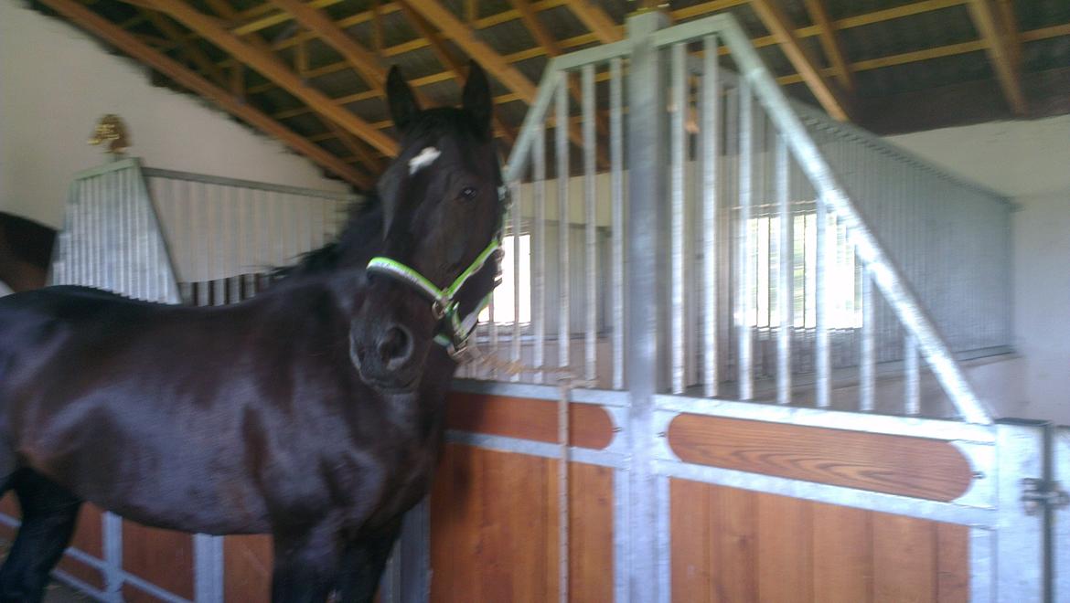 Anden særlig race Hilton billede 15