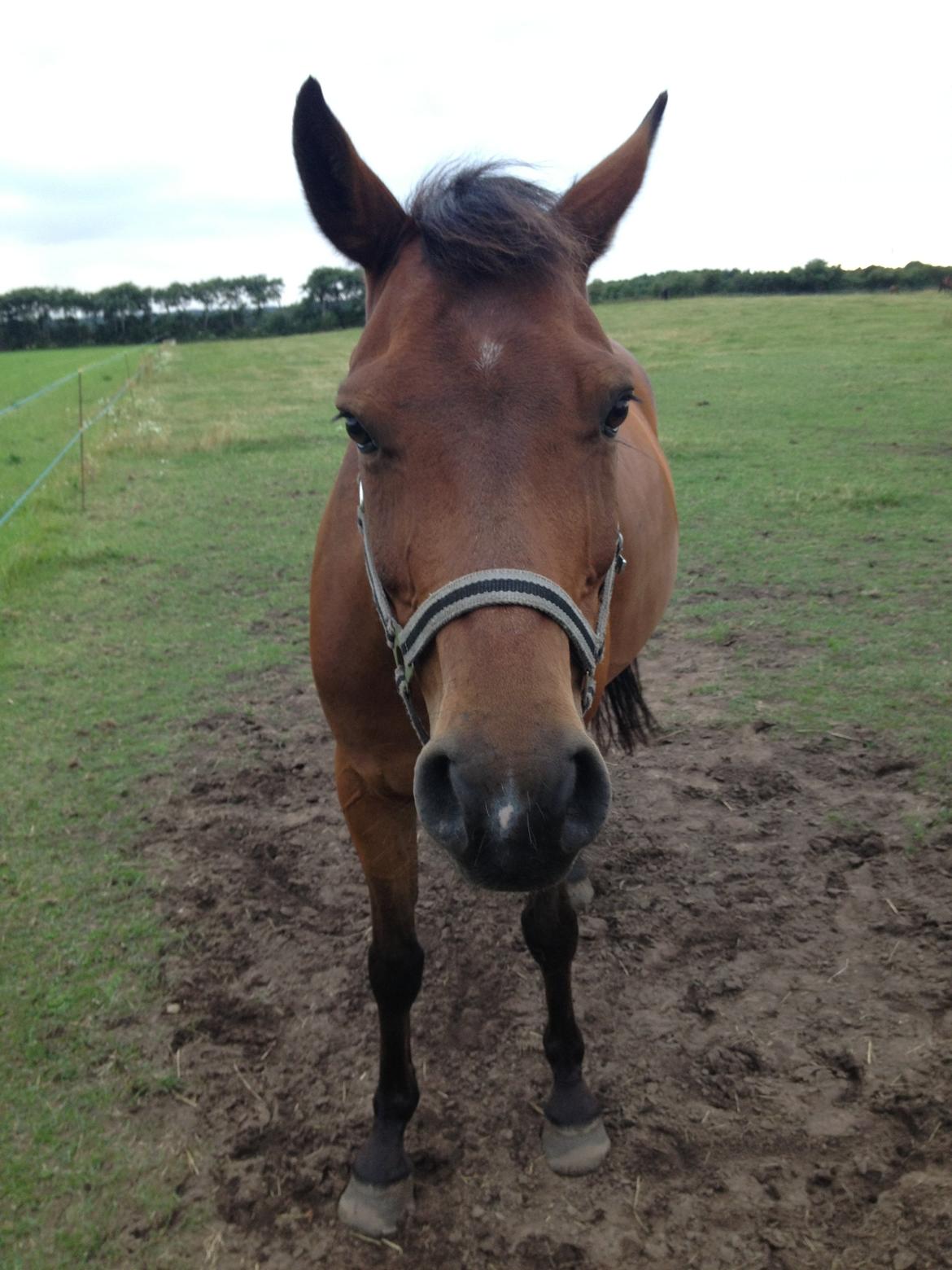 DSP Snorgaardens Monty - Sommer 2013 (foto:ECN©) billede 8