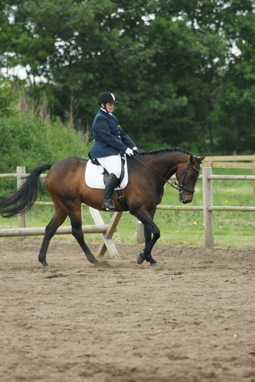 Anden særlig race Lauderdale - Sdr.Omme 2013  billede 20